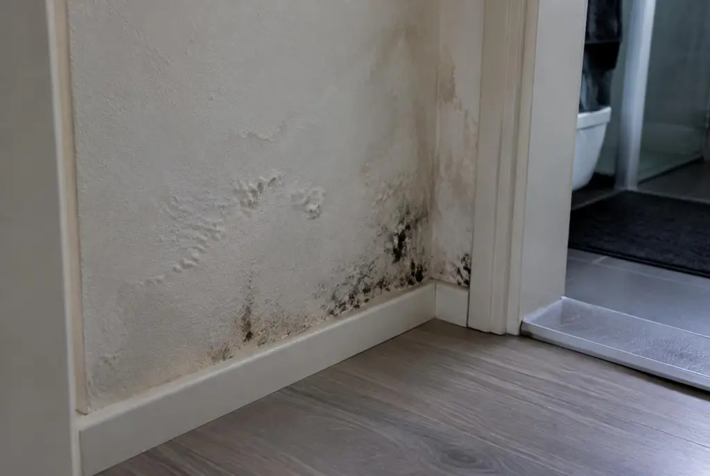 Lekdetectie Heino – vochtplek met schimmel op een muur